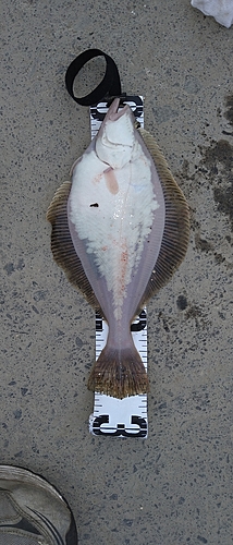 ソウハチの釣果