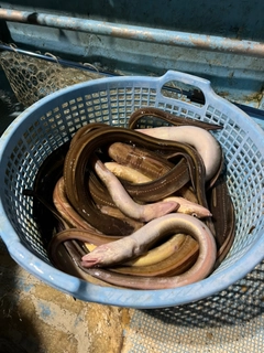 マアナゴの釣果