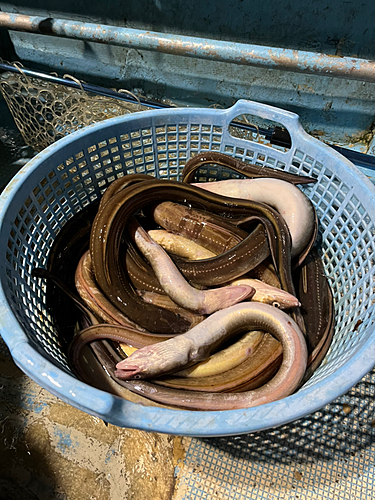 マアナゴの釣果