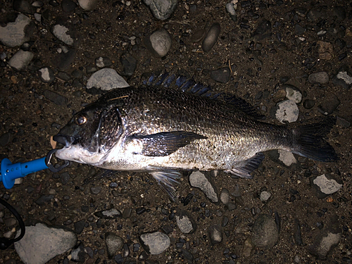 スズキの釣果