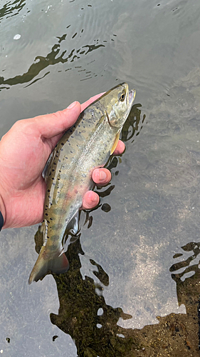 ヤマメの釣果