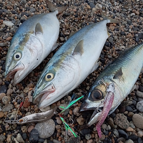 サバの釣果