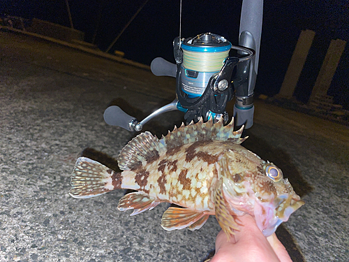 アラカブの釣果