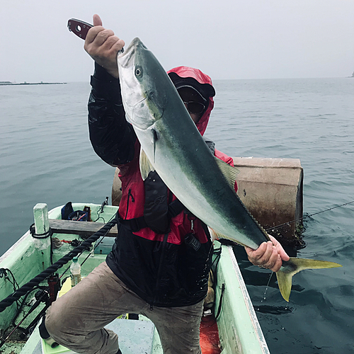 ブリの釣果