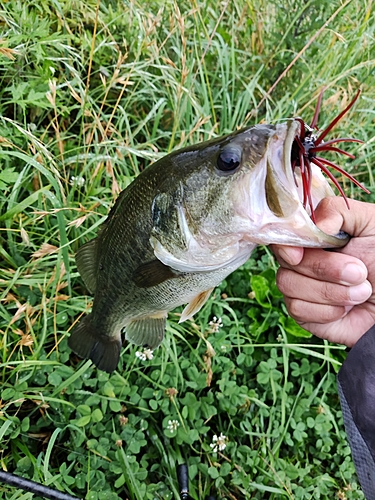 ラージマウスバスの釣果