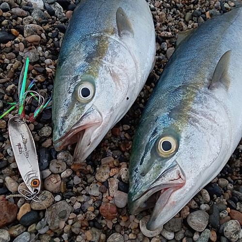 イナダの釣果