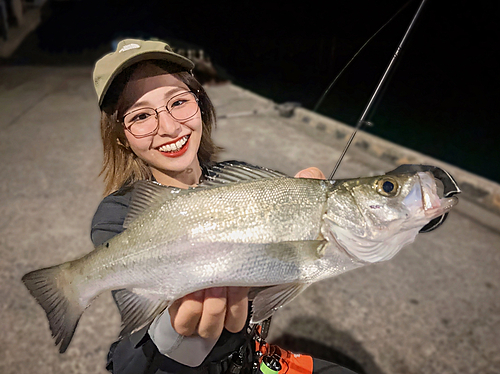 セイゴ（ヒラスズキ）の釣果