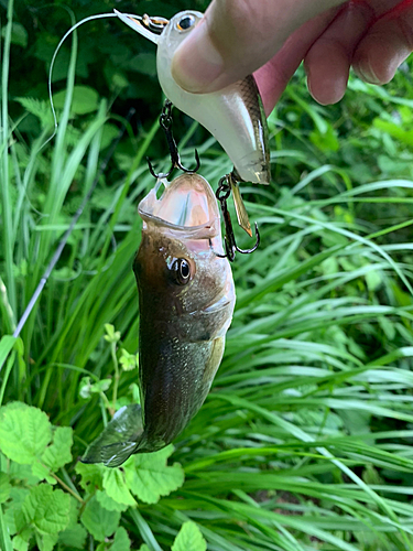 ブラックバスの釣果