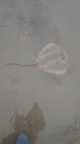 アカエイの釣果