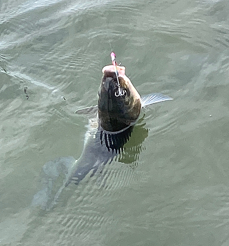 ウグイの釣果