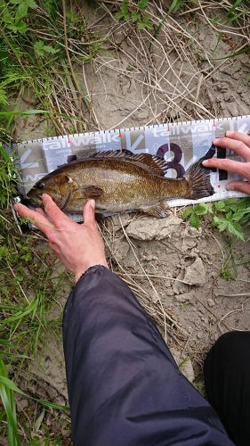 スモールマウスバスの釣果