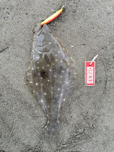 ヒラメの釣果