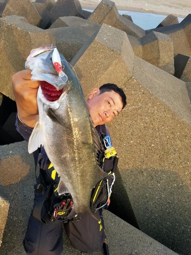 セイゴ（マルスズキ）の釣果