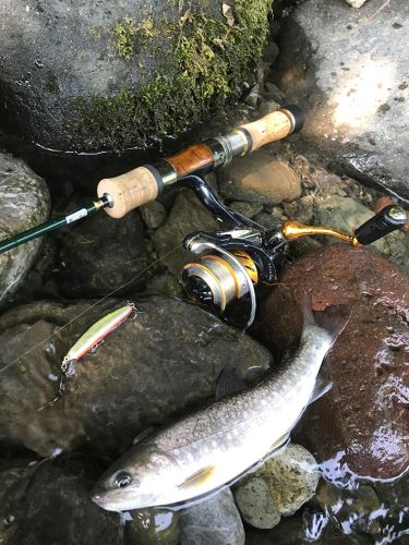 イワナの釣果