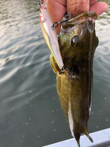 スモールマウスバスの釣果