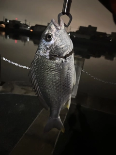 キビレの釣果