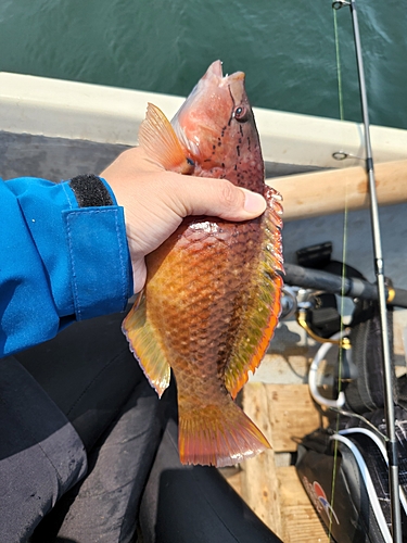 アカササノハベラの釣果