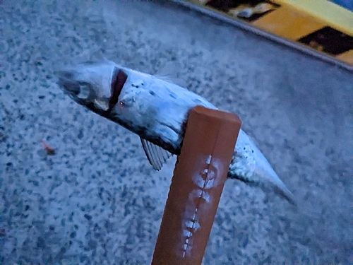 サバの釣果
