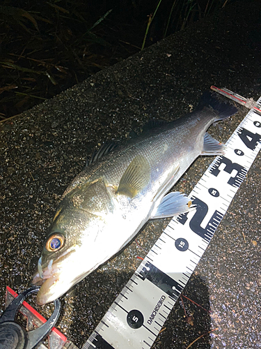 シーバスの釣果