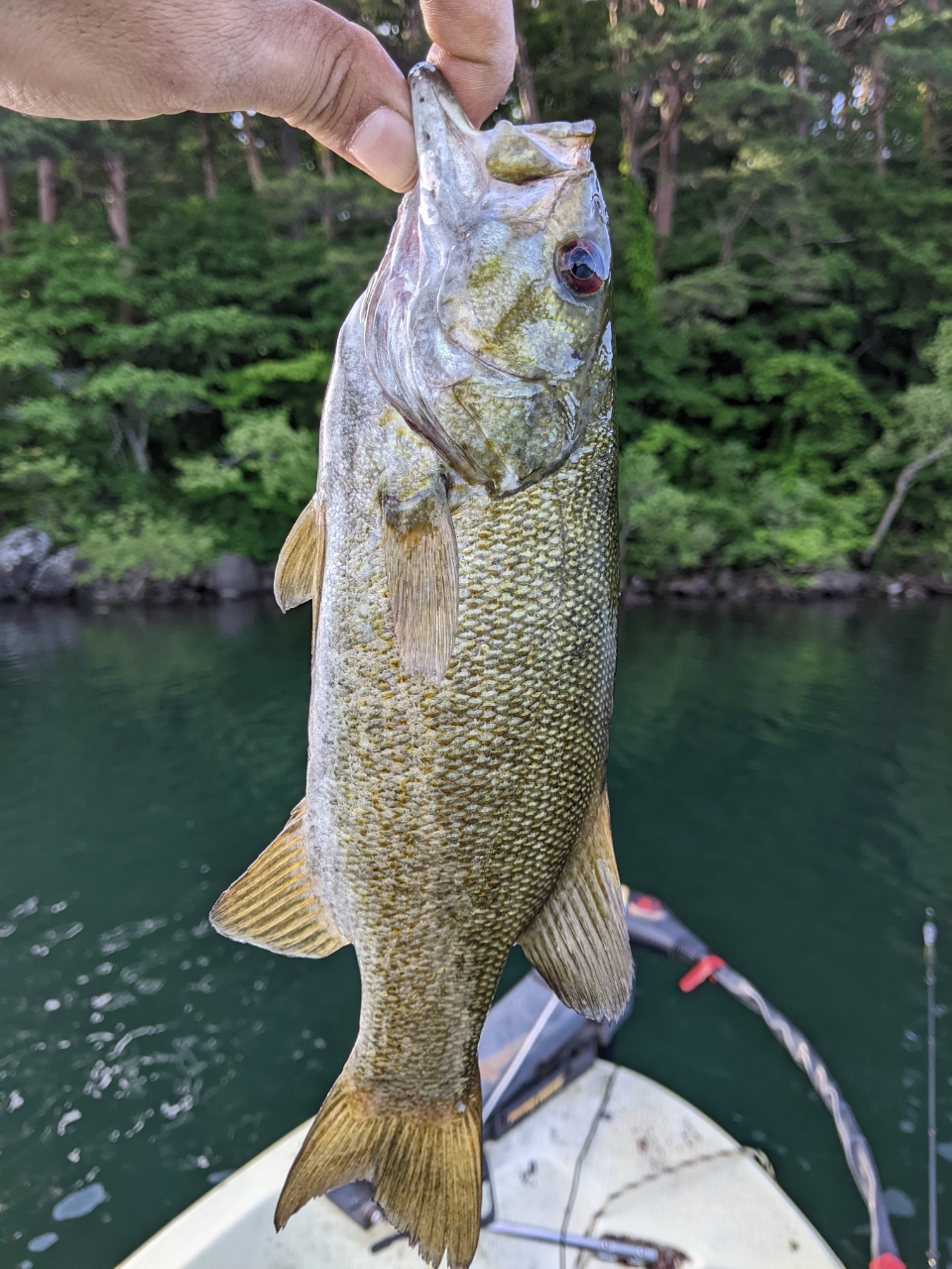 スモールマウスバス