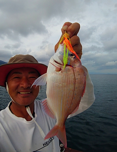 チダイの釣果