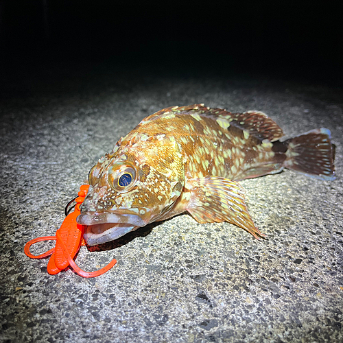 カサゴの釣果