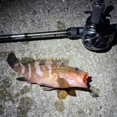 アコウの釣果