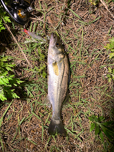 セイゴ（マルスズキ）の釣果