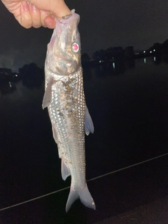 ニゴイの釣果