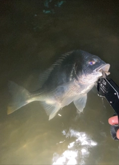 キビレの釣果