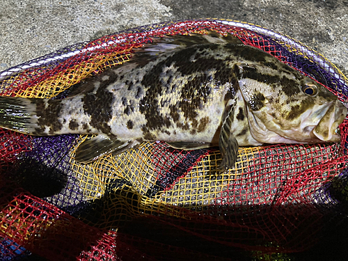 タケノコメバルの釣果