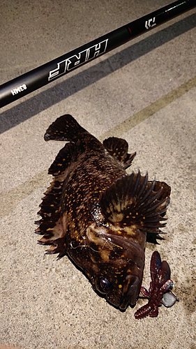 オウゴンムラソイの釣果