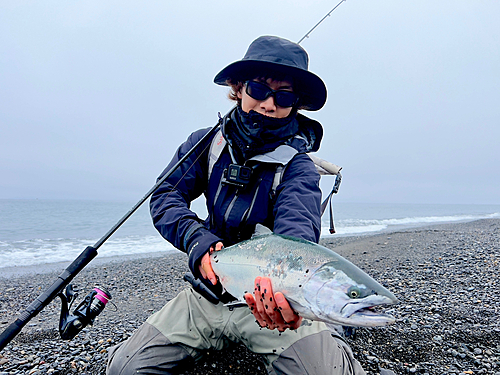 サクラマスの釣果