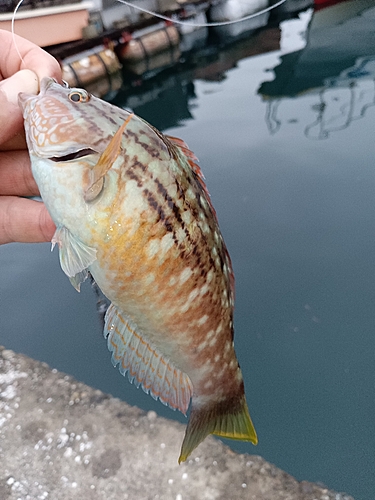 アカササノハベラの釣果