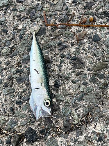 サバの釣果