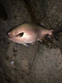 イスズミの釣果