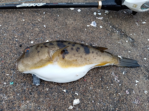 コモンフグの釣果