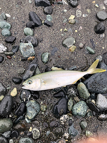 ワカシの釣果