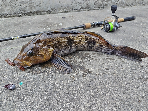 アイナメの釣果