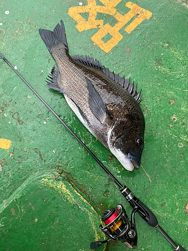 チヌの釣果