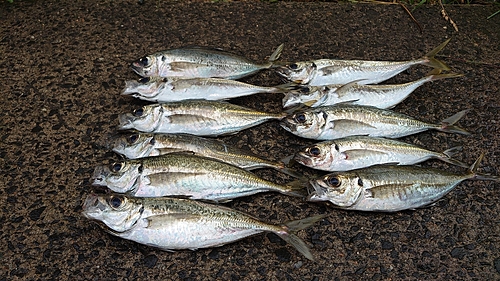 アジの釣果