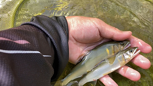 アユの釣果