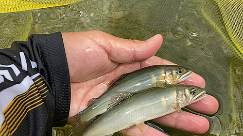 アユの釣果