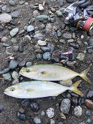 ワカシの釣果