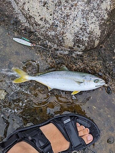 ワカシの釣果