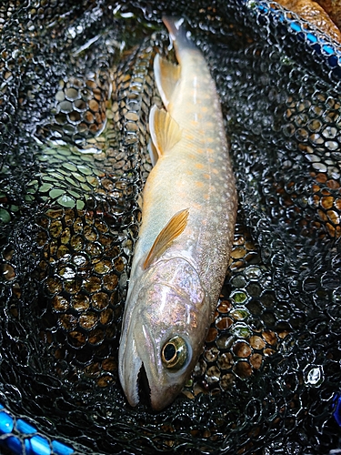 イワナの釣果