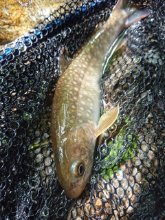 イワナの釣果