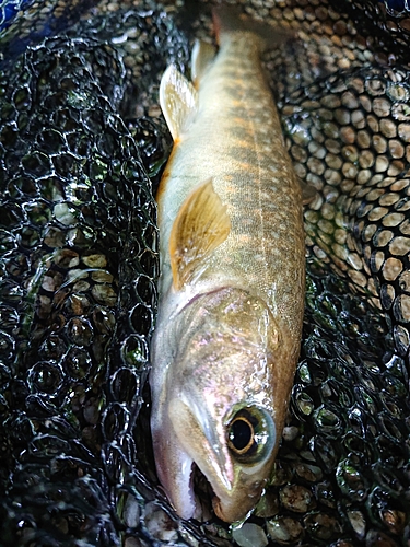 イワナの釣果