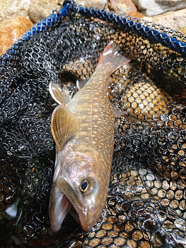 イワナの釣果