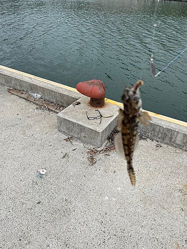 アナハゼの釣果